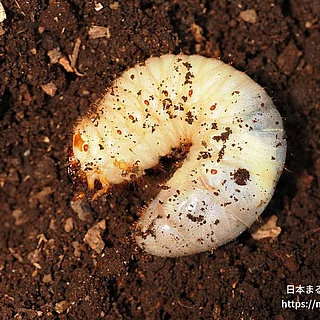 カブトムシの写真
