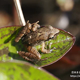 ヤマアカガエルの写真