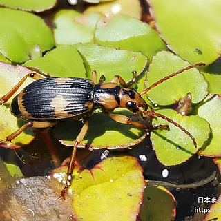 ミイデラゴミムシ（成虫）の写真