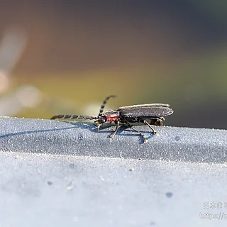 オバボタル（成虫）の写真