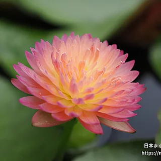 ハッサバディンの写真