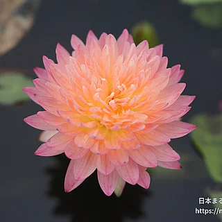 ハッサバディンの写真