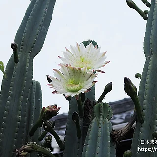 キメンカクの写真