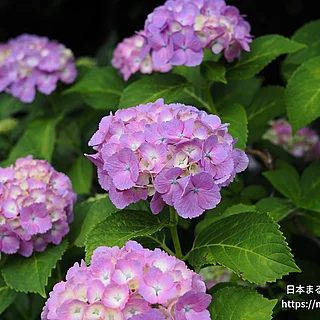 アジサイ（花）の写真