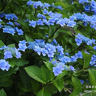 アジサイ（花）の写真