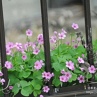 イモカタバミ（花）の写真