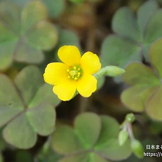 ウスアカカタバミ（花）の写真