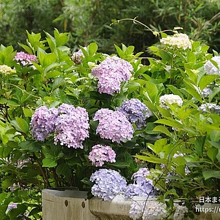 アジサイの写真