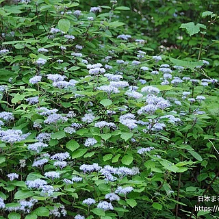 コアジサイの写真