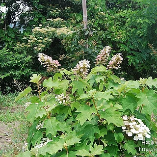 カシワバアジサイの写真