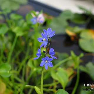 ミズアオイの写真