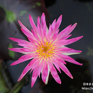 ピンクフラミンゴの写真