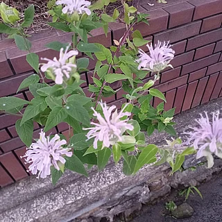 ヤグルマハッカ属の写真