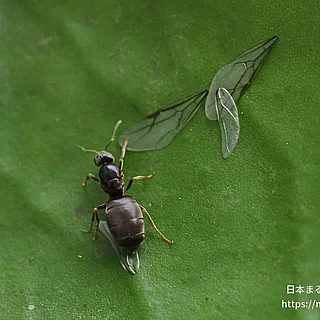 トビイロケアリの写真