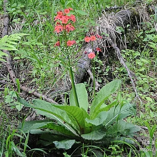 クリンソウ（花）の写真