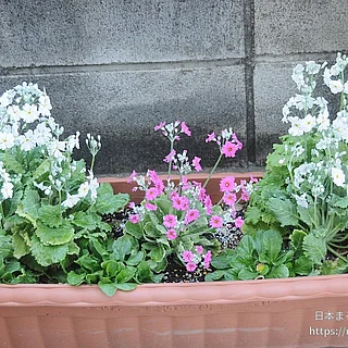 オトメザクラの写真