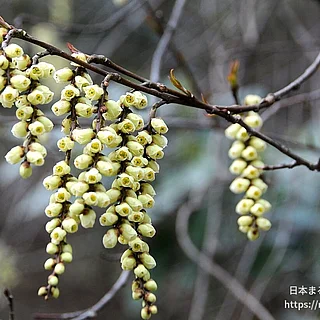 キブシ（花）の写真