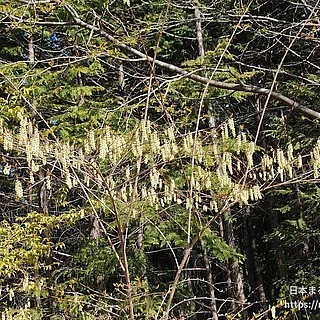 キブシの写真