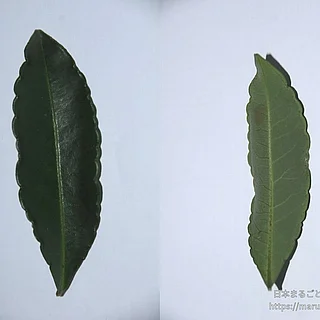 マンリョウの写真