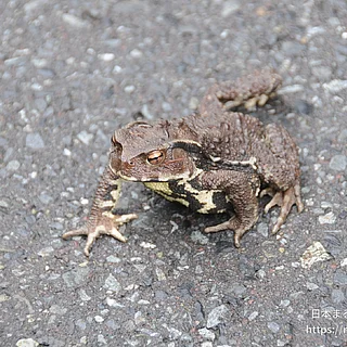 アズマヒキガエルの写真