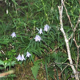 イワシャジンの写真