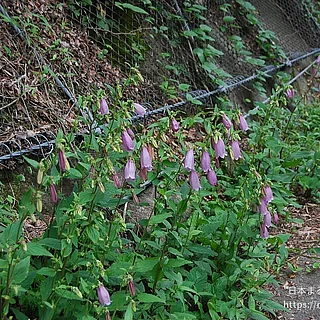 ヤマホタルブクロの写真