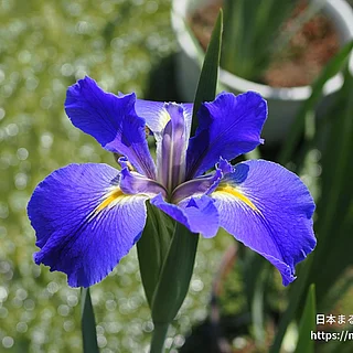 ヘザーストリーム（花）の写真