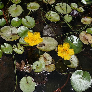 アサザ（花）の写真