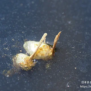 ヒメガムシの写真