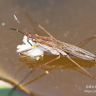 ヒメアメンボ（成虫）の写真