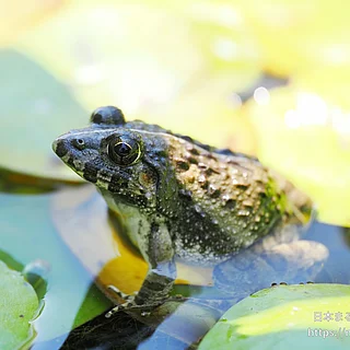 ヌマガエルの写真