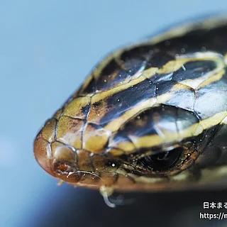 ヒガシニホントカゲ（幼体）の写真