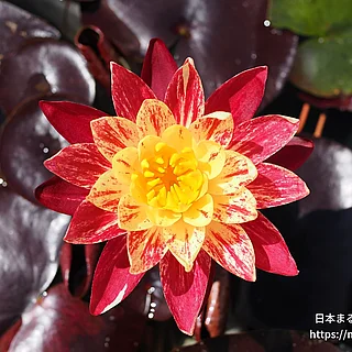 バンコクリングオブファイヤー（花）の写真