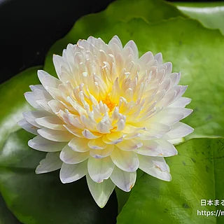 カモルネート（花）の写真