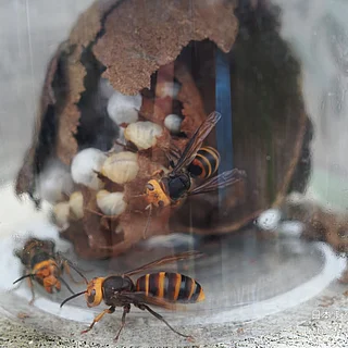 コガタスズメバチの写真