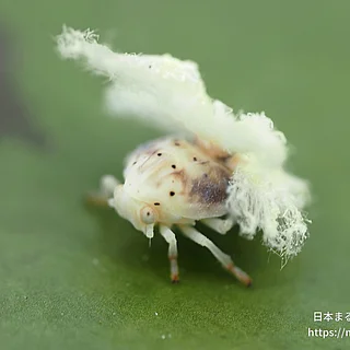 チュウゴクアミガサハゴロモの写真