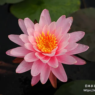 バンコクミラクルの写真