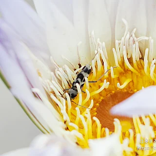 エグリトラカミキリ（成虫）の写真