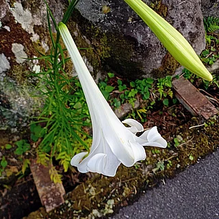 シンテッポウユリの写真