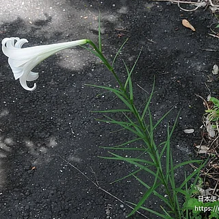 シンテッポウユリの写真