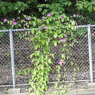 アサガオの写真