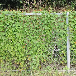 マルバルコウの写真
