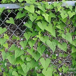 ベニバナマメアサガオの写真