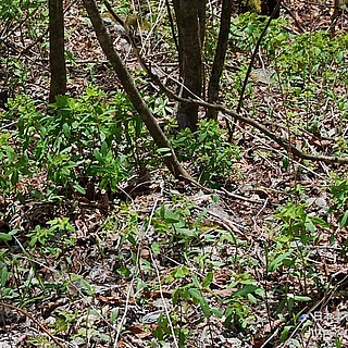 ナツトウダイの写真