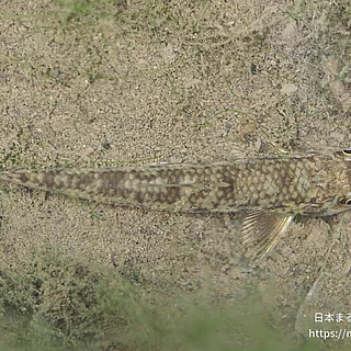 カマツカの写真
