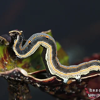 ナカグロクチバの写真