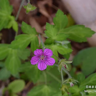 ゲンノショウコ（花）の写真