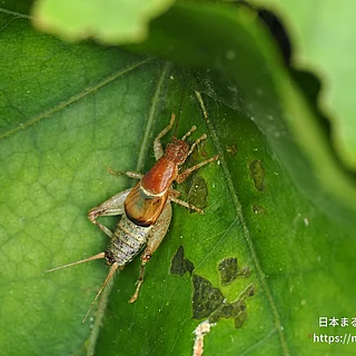 カネタタキの写真
