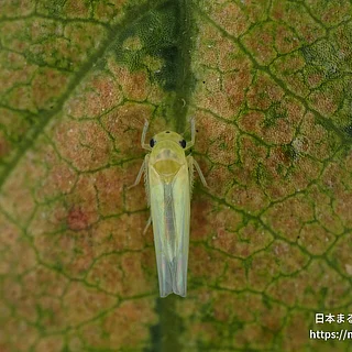 モモヒメヨコバイの写真