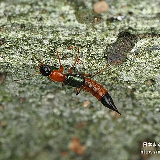 アオバアリガタハネカクシの写真